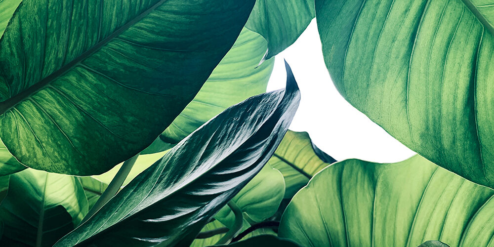 In corsa verso COP26