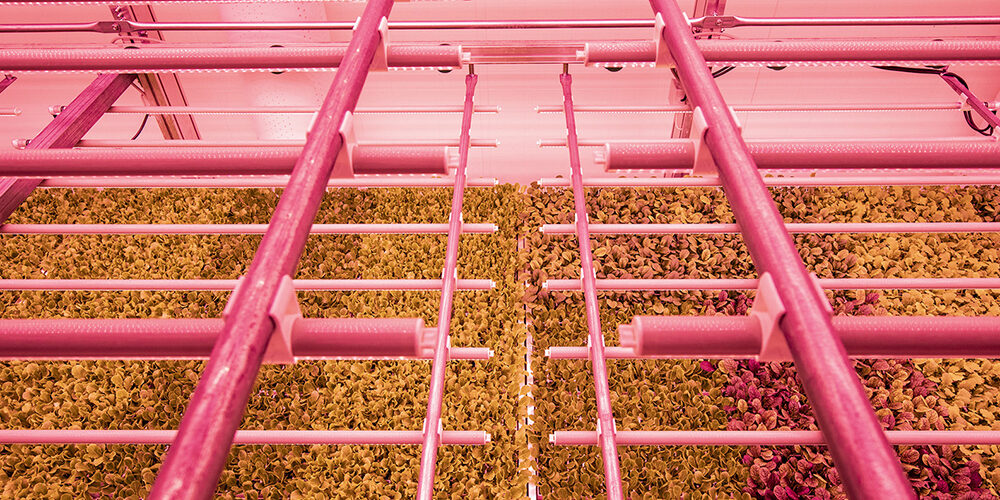 L’agricoltura del futuro è in città