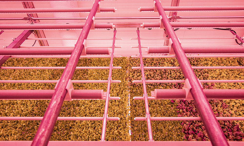 L’agricoltura del futuro è in città