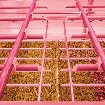 L’agricoltura del futuro è in città