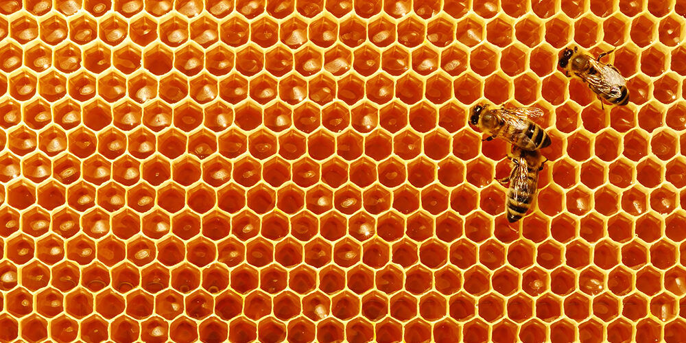 Boschi e api professori di sostenibilità