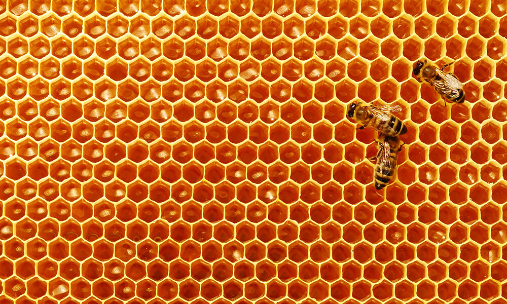 Boschi e api professori di sostenibilità