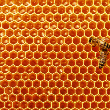 Boschi e api professori di sostenibilità