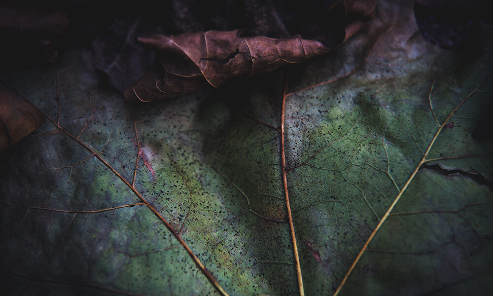 Fare affari con la natura