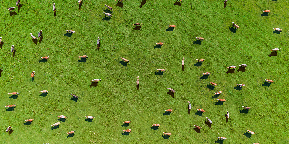 L’insostenibilità della carne