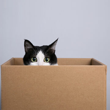 Pet therapy: addio all’ansia