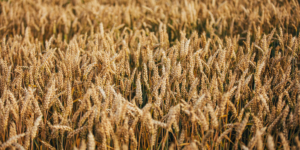 Sostenibilità alimentare: soluzione alla “trappola malthusiana”