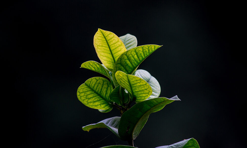 Competenze sostenibili cercasi