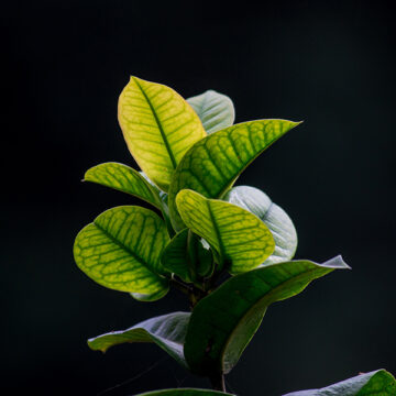 Competenze sostenibili cercasi