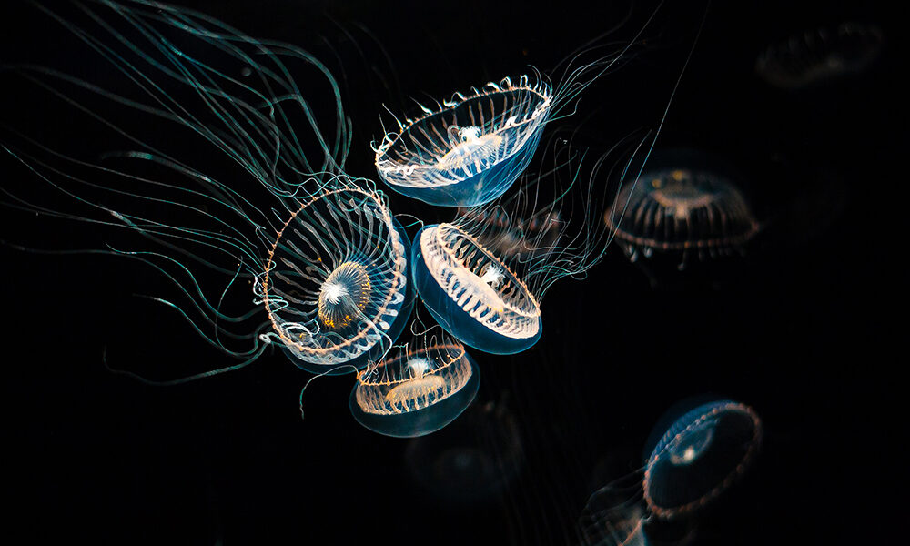 Animali strani ma utili