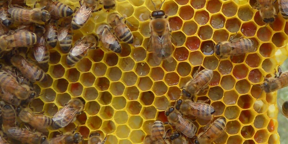 Senza api la nostra dieta è a rischio