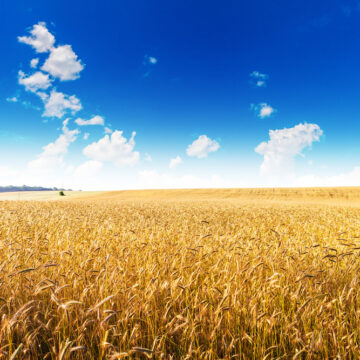 Il clima più caldo impoverirà la nostra tavola