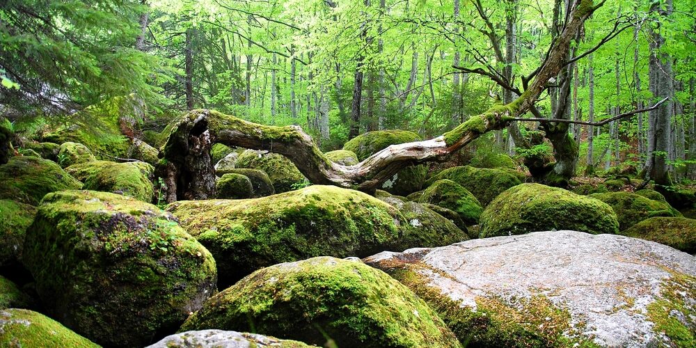 Biodiversità: Jurassic Park, chi sono gli archeologi del pianeta