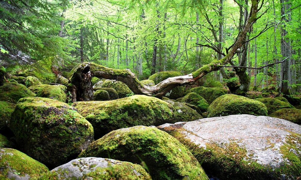 Biodiversità: Jurassic Park, chi sono gli archeologi del pianeta