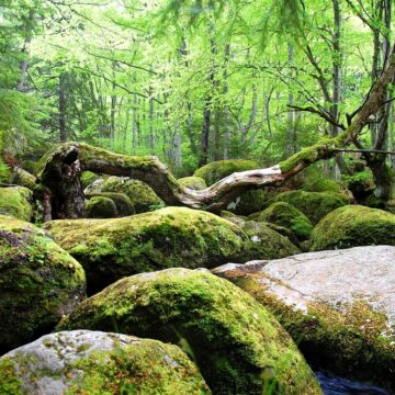 Biodiversità: Jurassic Park, chi sono gli archeologi del pianeta