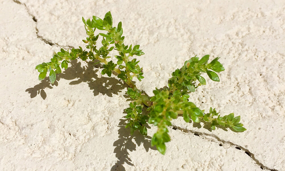 Le Pmi e la sfida del clima