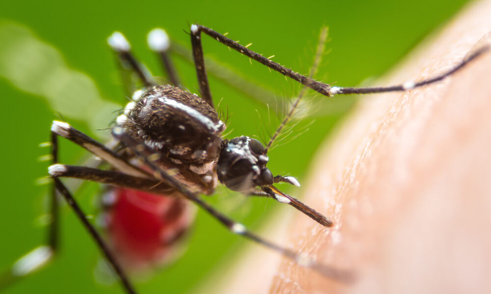 Clima, insetti e malattie infettive: è vero qualcosa è cambiato