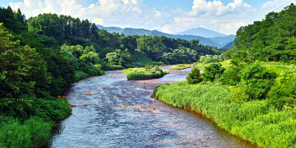Come la natura ci salva dalla Co2