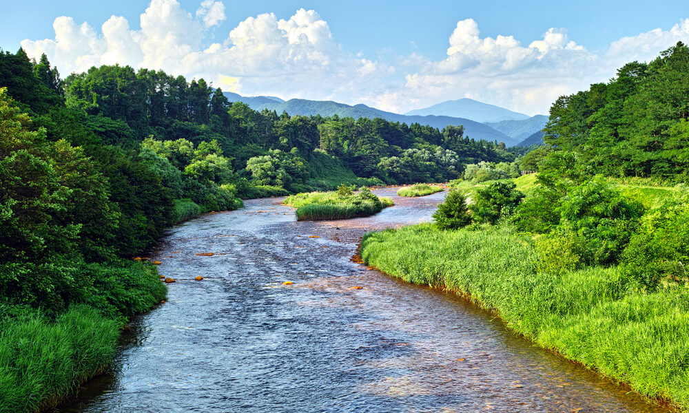 Come la natura ci salva dalla Co2