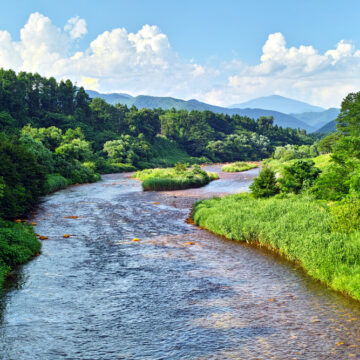 Come la natura ci salva dalla Co2