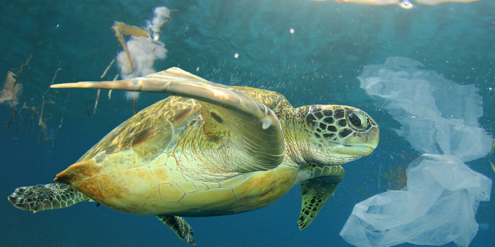 Le tartarughe anti plastica