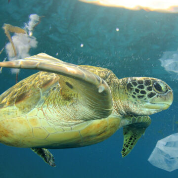 Le tartarughe anti plastica