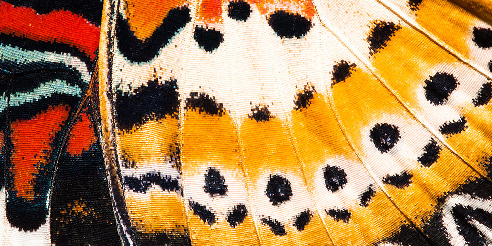 La metamorfosi della condivisione