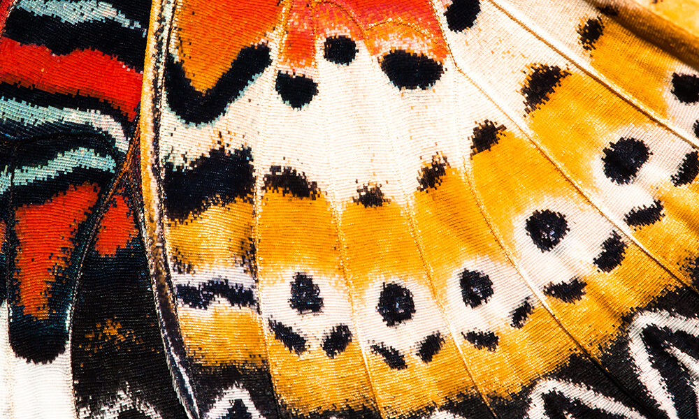 La metamorfosi della condivisione