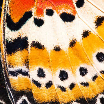 La metamorfosi della condivisione