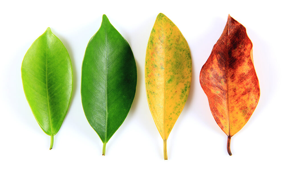 Welfare: un piano per ogni età