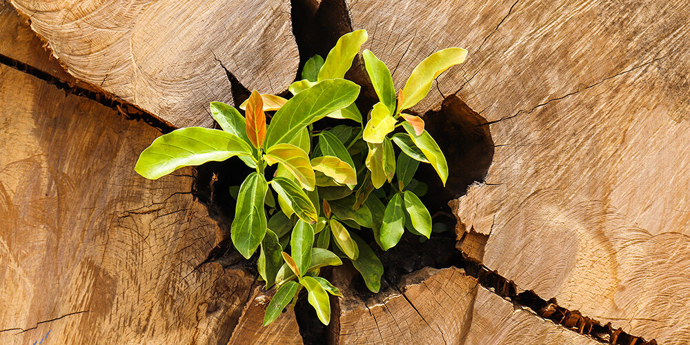 Cosa ci insegna il virus