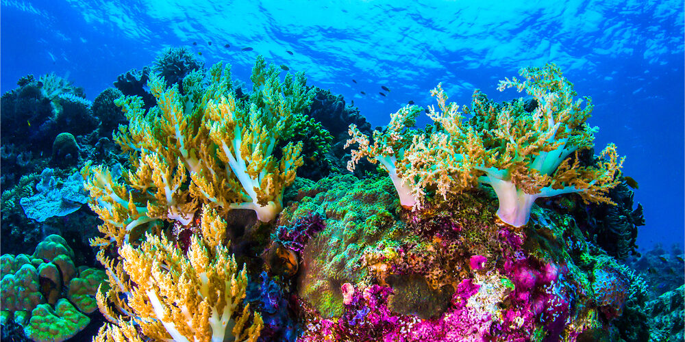 Clima: come si salva il mare