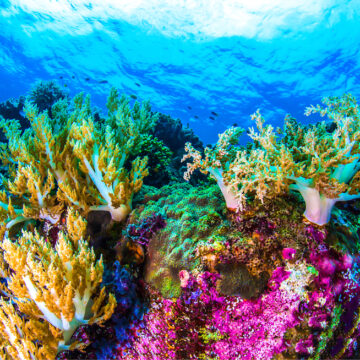 Clima: come si salva il mare