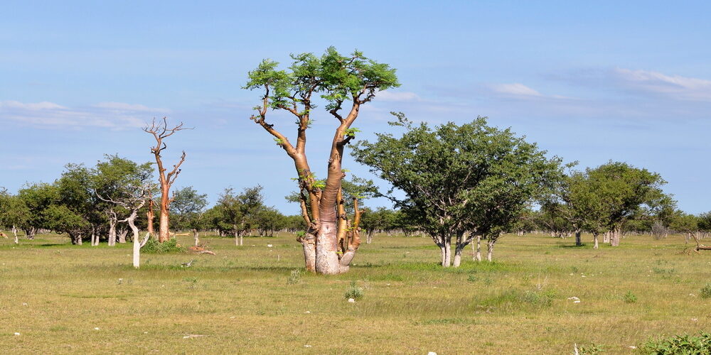 L’albero che depura l’acqua