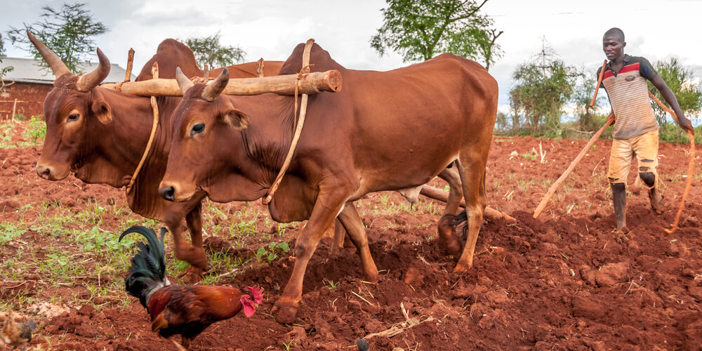 Africa: condividere è la nuova economia