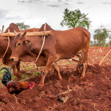 Africa: condividere è la nuova economia