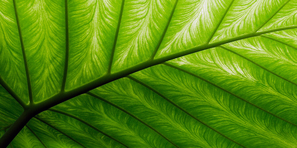 Figli dei green bond