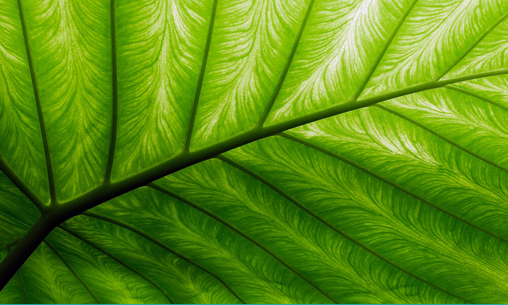 Figli dei green bond