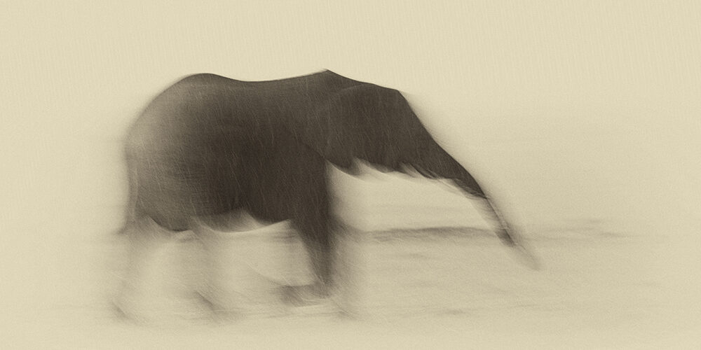 Finanza climatica: l’elefante nella stanza