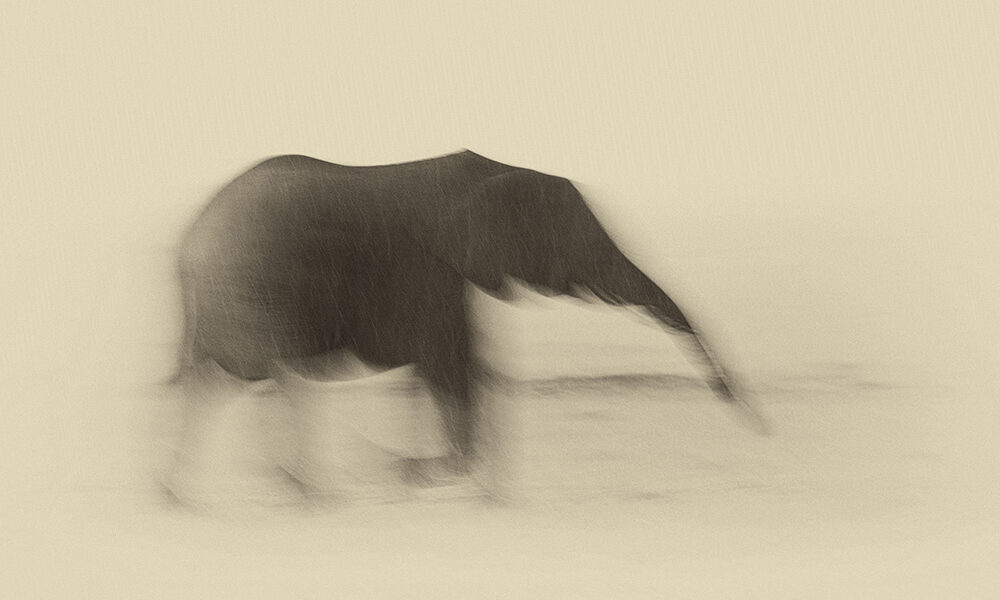 Finanza climatica: l’elefante nella stanza