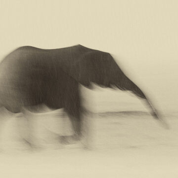 Finanza climatica: l’elefante nella stanza