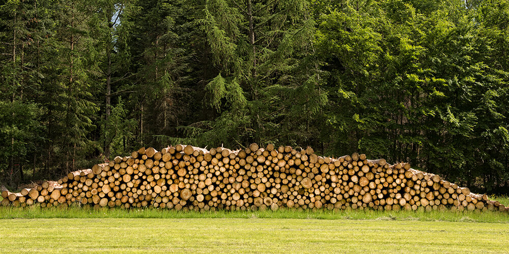 COP26 chiama COP27: fermare la deforestazione