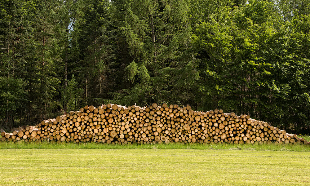 COP26 chiama COP27: fermare la deforestazione