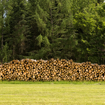 COP26 chiama COP27: fermare la deforestazione