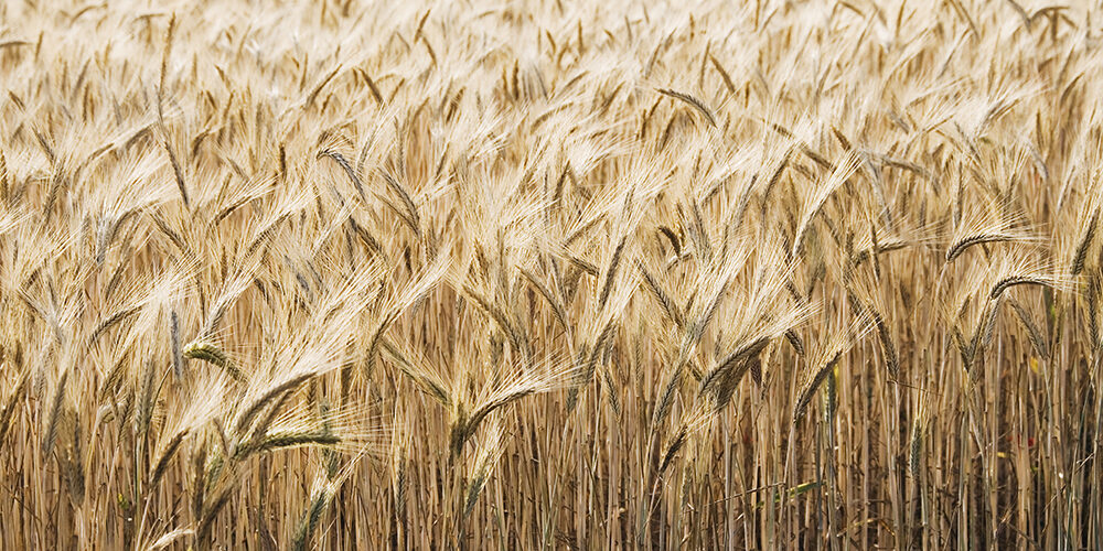 Food economy: perché è un’emergenza