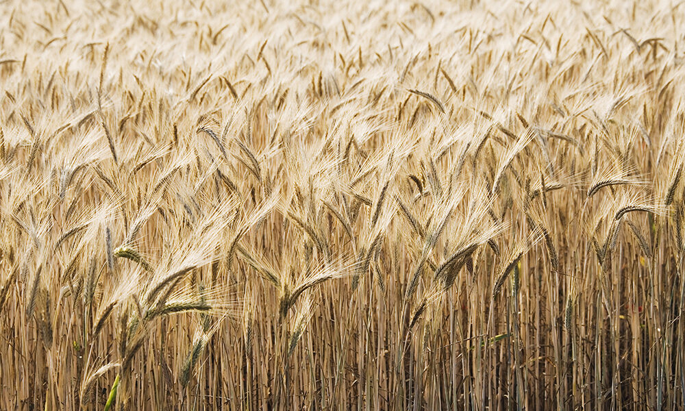 Food economy: perché è un’emergenza