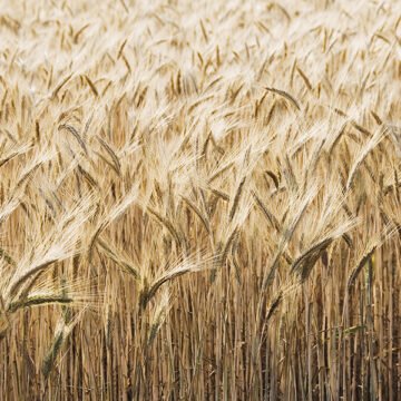 Food economy: perché è un’emergenza