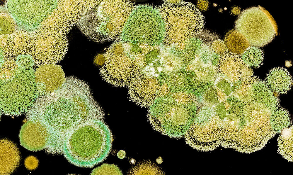 La rivoluzione dei rifiuti alimentari