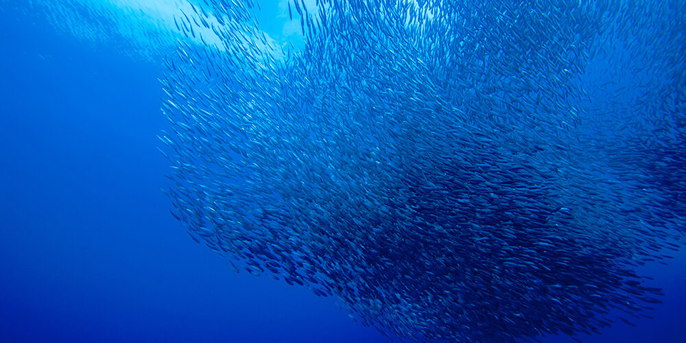 Abbiamo un vero diritto del mare