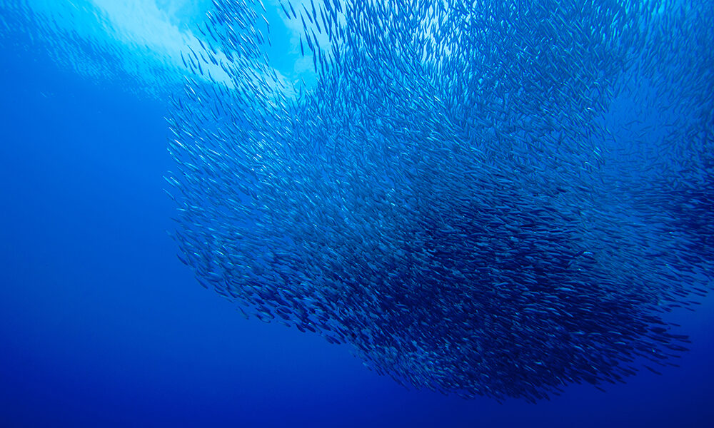 Abbiamo un vero diritto del mare